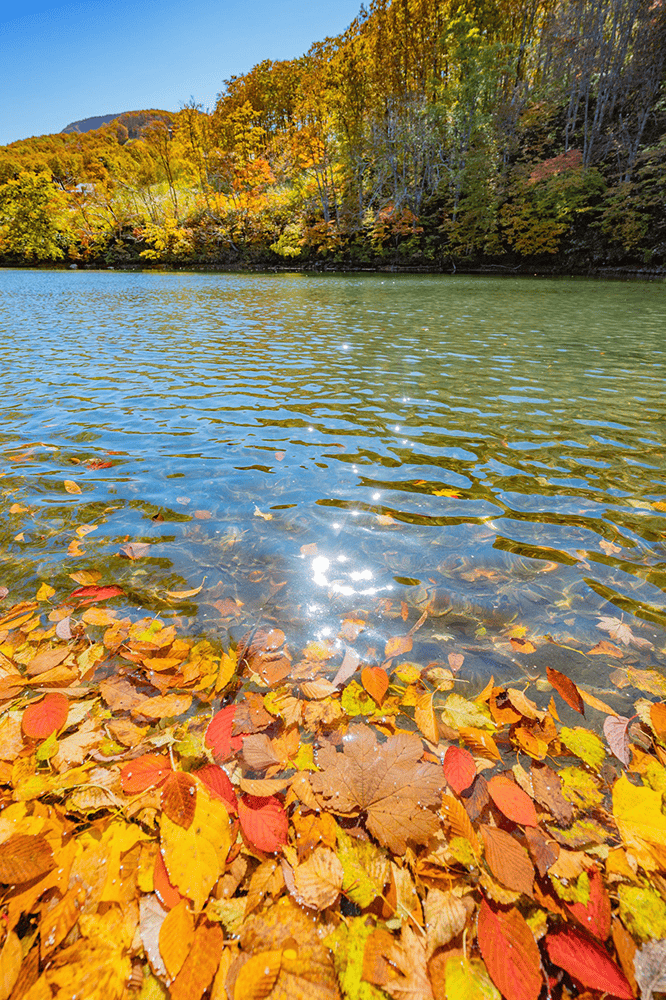 色づいた落ち葉が水面を彩る