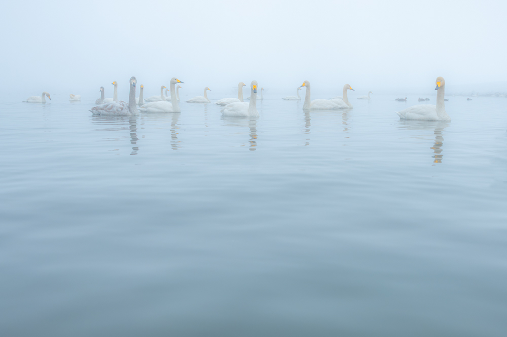 300羽以上の白鳥が越冬のため飛来する
