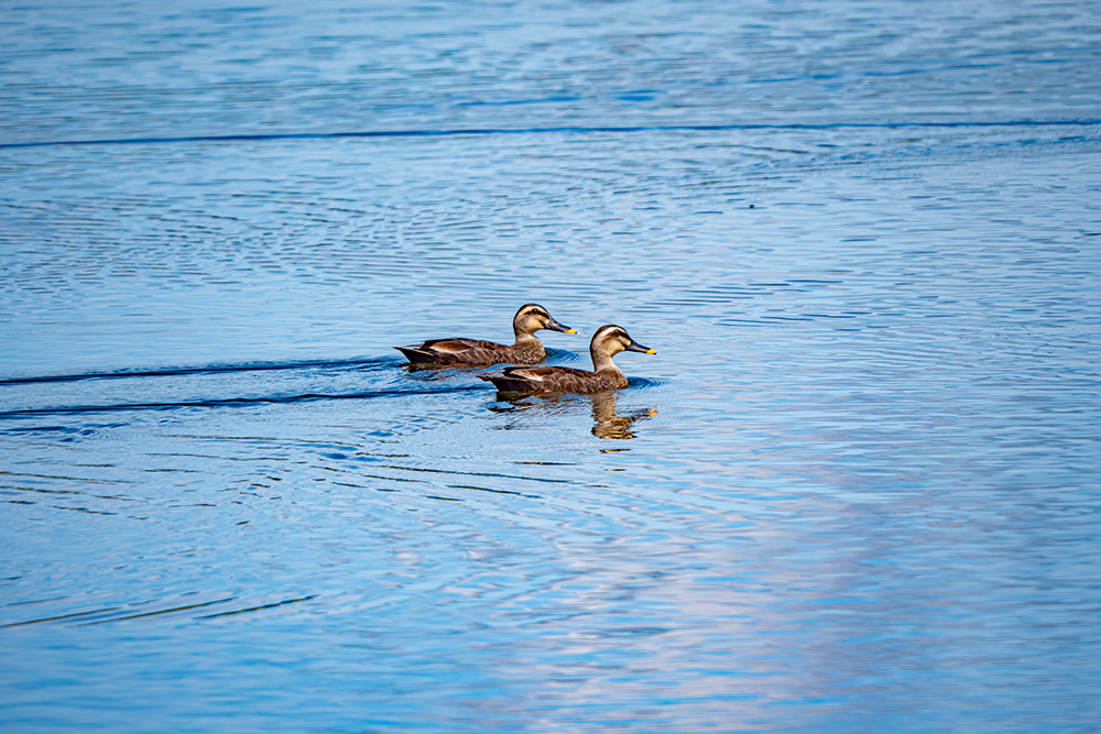 多くのガン類やカモ類も飛来する
