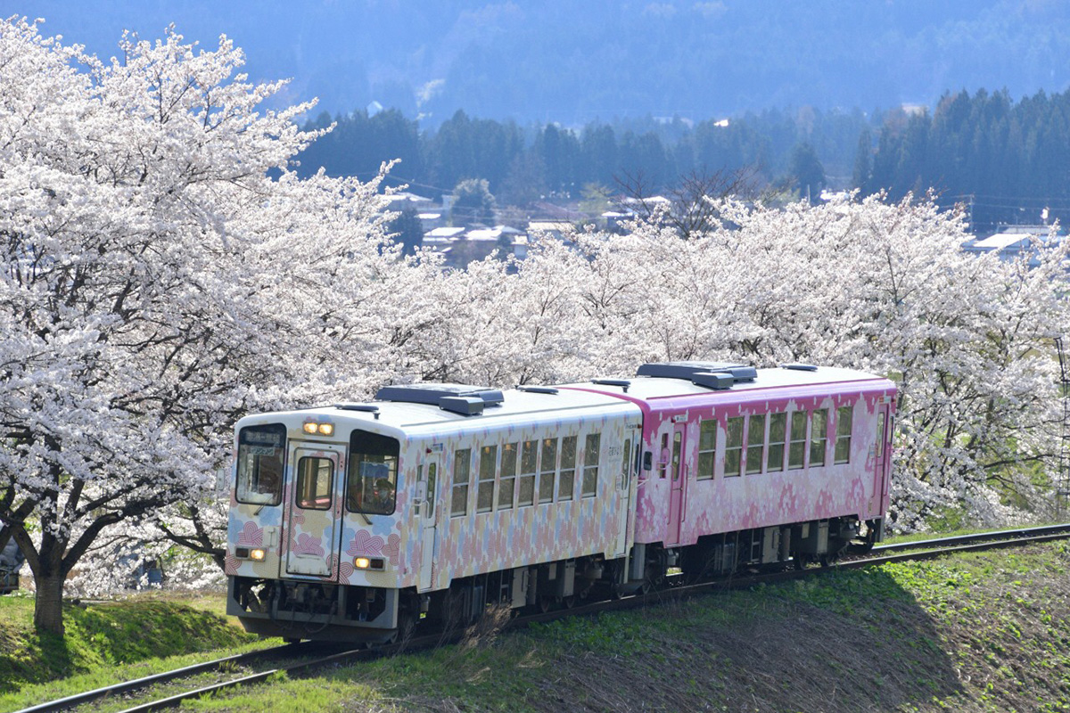 桜満開の線路沿いを走るフラワー長井線(画像提供:置賜総合支庁観光振興室)