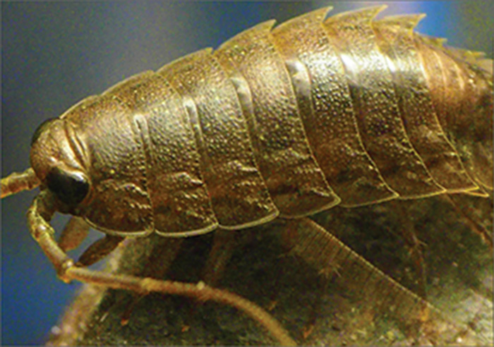 液体を瞬時に拡散させるフナムシの足の表面構造と、鮮やかな青色が目を引くモルフォ蝶の標本（画像提供：スズキハイテック株式会社）